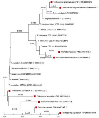 A bio-sustainable approach for reducing Eucalyptus tree-caused agricultural ecosystem hazards employing Trichoderma bio-sustained spores and mycorrhizal networks